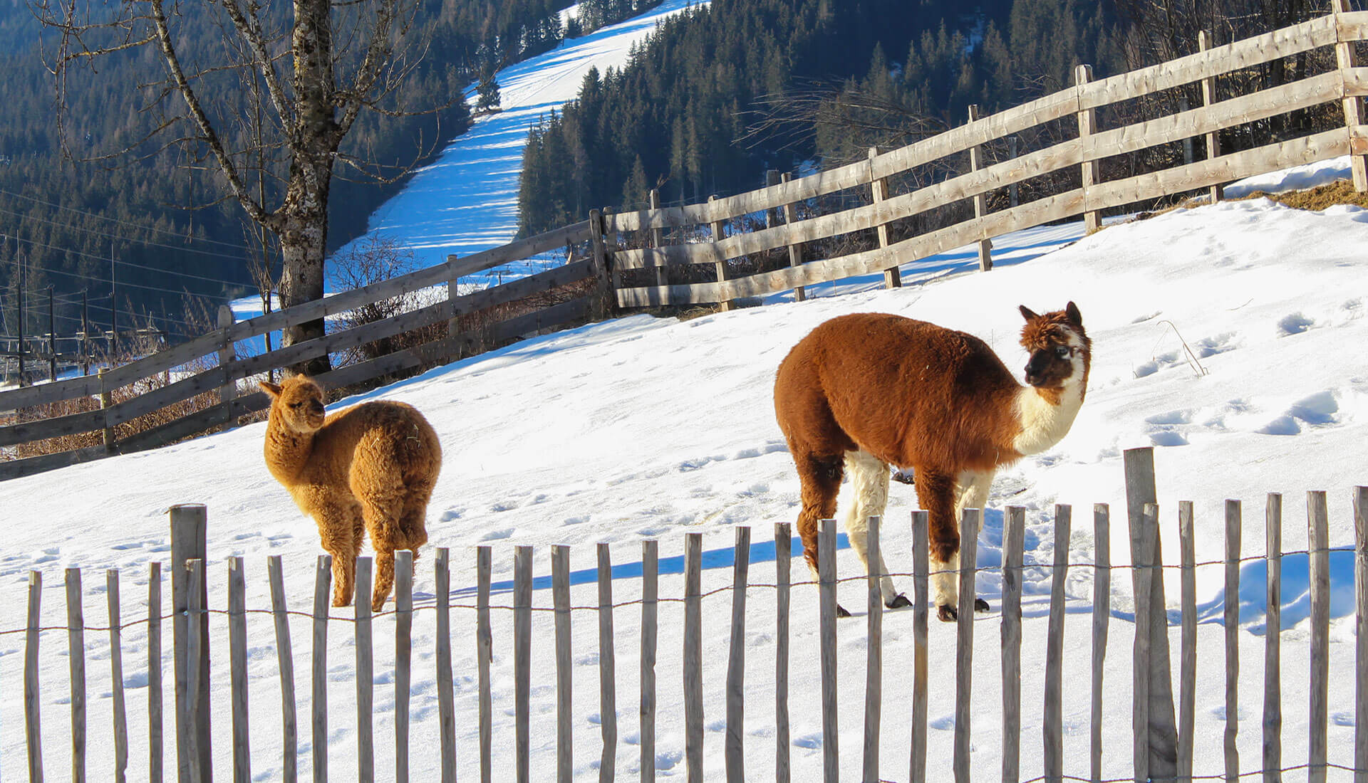 Alpakas - Urlaub am Bauernhof in Flachau