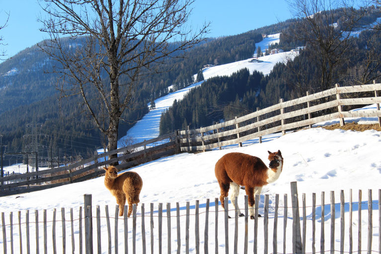 Alpakas - Urlaub am Bauernhof in Flachau