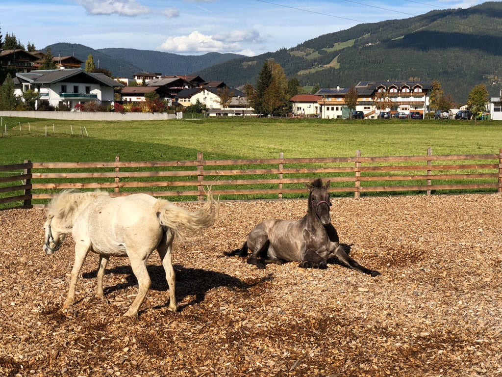 Urlaub am Bauernhof in Flachau
